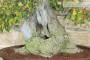 6 - Bonsai di Olmo Campestre (47)