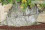 9 - Bonsai di Olmo Campestre (47)