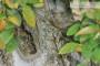 10 - Bonsai di Olmo Campestre (47)