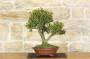 2 - Bonsai di Bosso (103)