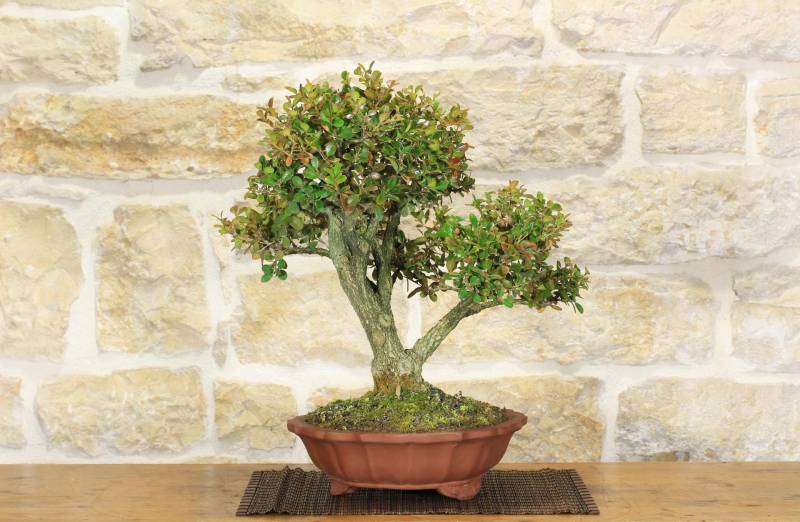 2 - Bonsai di Bosso (103)