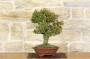 3 - Bonsai di Bosso (103)