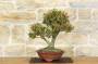 4 - Bonsai di Bosso (103)