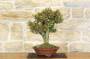 5 - Bonsai di Bosso (103)