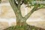 6 - Bonsai di Bosso (103)