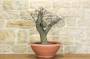 2 - Pre bonsai yamadori di Biancospino (1)