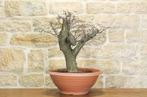 2 - Pre bonsai yamadori di Biancospino (1)