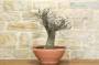 3 - Pre bonsai yamadori di Biancospino (1)