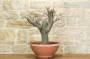 5 - Pre bonsai yamadori di Biancospino (1)