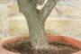 6 - Pre bonsai yamadori di Biancospino (1)