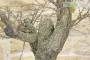 7 - Pre bonsai yamadori di Biancospino (1)