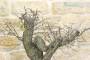 8 - Pre bonsai yamadori di Biancospino (1)
