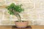 2 - Pre bonsai yamadori di Bougainvillea Sanderiana (1)