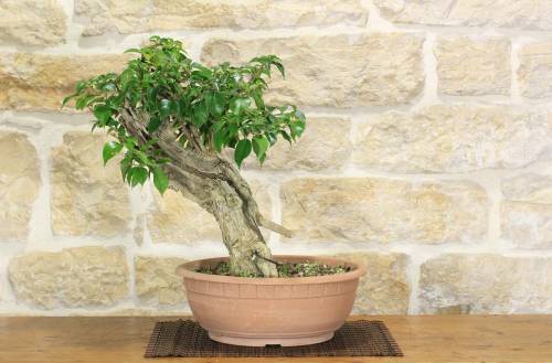 2 - Pre bonsai yamadori di Bougainvillea Sanderiana (1)