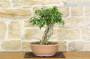 3 - Pre bonsai yamadori di Bougainvillea Sanderiana (1)