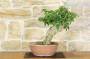 4 - Pre bonsai yamadori di Bougainvillea Sanderiana (1)