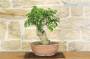 5 - Pre bonsai yamadori di Bougainvillea Sanderiana (1)