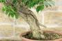 6 - Pre bonsai yamadori di Bougainvillea Sanderiana (1)