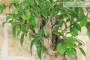 7 - Pre bonsai yamadori di Bougainvillea Sanderiana (1)