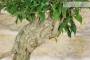 8 - Pre bonsai yamadori di Bougainvillea Sanderiana (1)