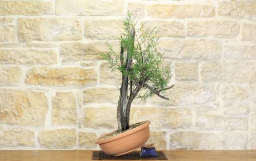 2 - Pre bonsai yamadori di Ginepro Fenicio (2)