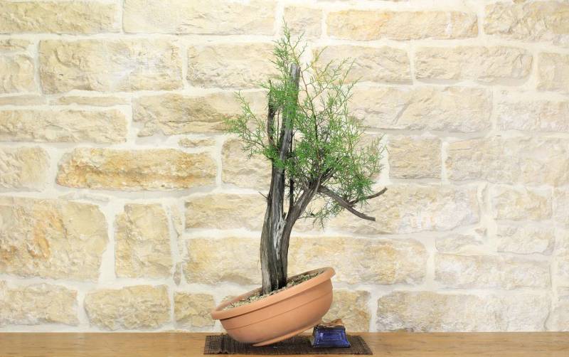 2 - Pre bonsai yamadori di Ginepro Fenicio (2)