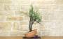2 - Pre bonsai yamadori di Ginepro Fenicio (2)