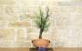 3 - Pre bonsai yamadori di Ginepro Fenicio (2)