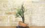 4 - Pre bonsai yamadori di Ginepro Fenicio (2)