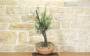 5 - Pre bonsai yamadori di Ginepro Fenicio (2)