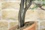 6 - Pre bonsai yamadori di Ginepro Fenicio (2)