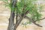 7 - Pre bonsai yamadori di Ginepro Fenicio (2)