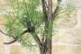 8 - Pre bonsai yamadori di Ginepro Fenicio (2)