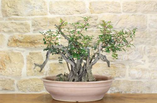 2 - Pre bonsai yamadori di Lentisco (2)