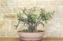2 - Pre bonsai yamadori di Lentisco (2)