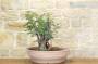3 - Pre bonsai yamadori di Lentisco (2)