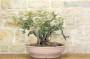 4 - Pre bonsai yamadori di Lentisco (2)