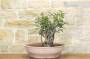 5 - Pre bonsai yamadori di Lentisco (2)