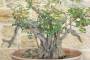 6 - Pre bonsai yamadori di Lentisco (2)