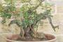7 - Pre bonsai yamadori di Lentisco (2)