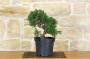 2 - Prebonsai di Ginepro (5)