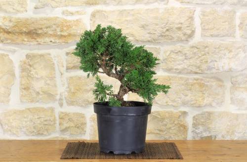2 - Prebonsai di Ginepro (5)