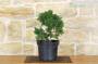 3 - Prebonsai di Ginepro (5)