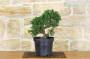 4 - Prebonsai di Ginepro (5)