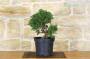 5 - Prebonsai di Ginepro (5)