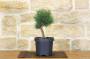 2 - Pre bonsai di Pino Silvestre "Watereri"