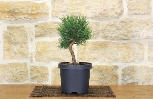 2 - Pre bonsai di Pino Silvestre "Watereri"