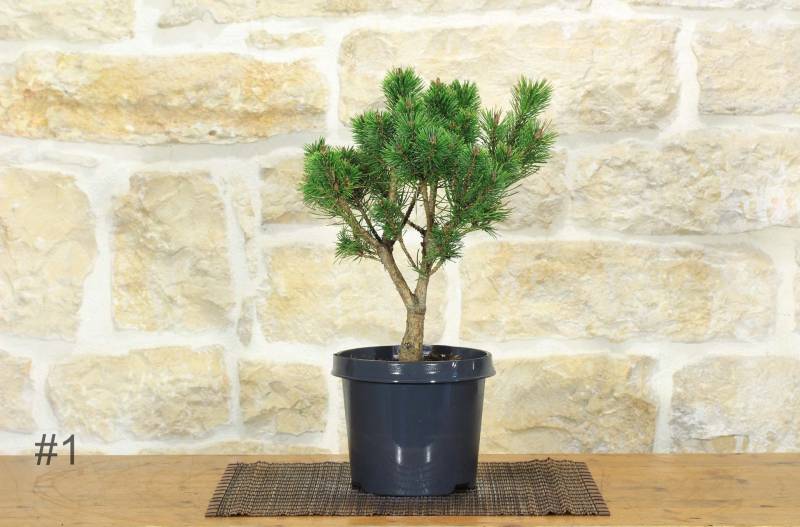 4 - Pre bonsai di Pino Silvestre "Watereri"