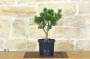 4 - Pre bonsai di Pino Silvestre "Watereri"