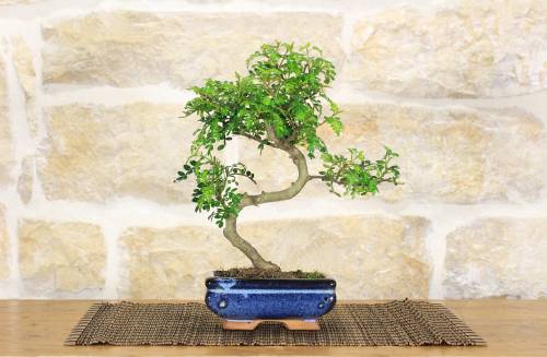2 - Bonsai di Pepper vaso cm. 15